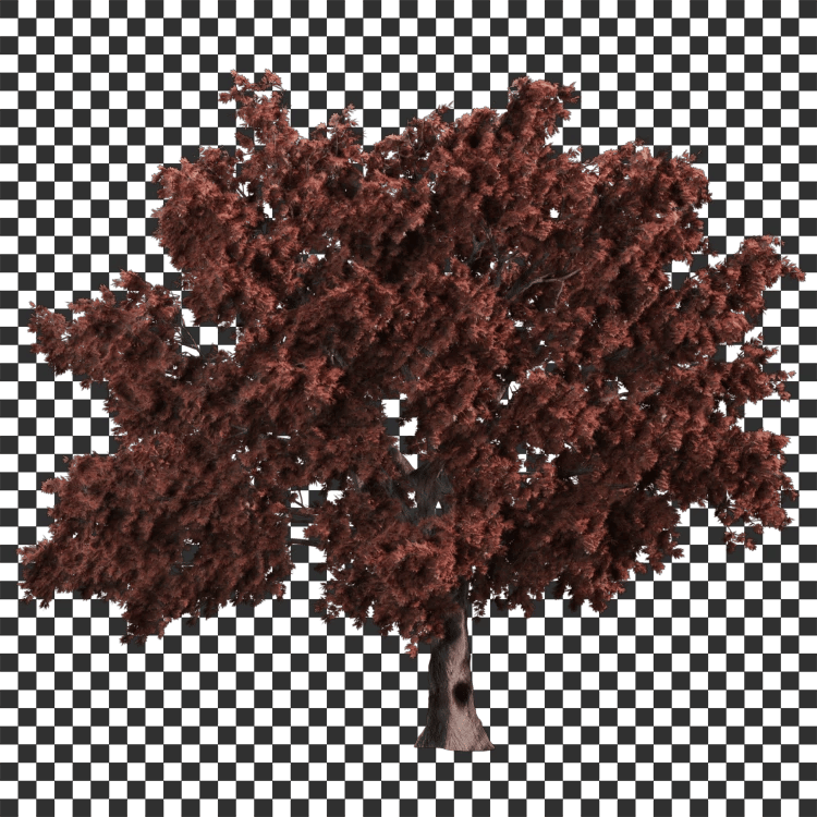 Red Maple Decal - A23D
