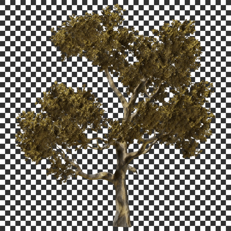 Oak Tree Decal - A23D