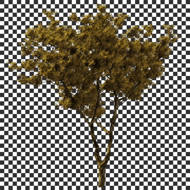Narrowleaf Ash Decal - A23D