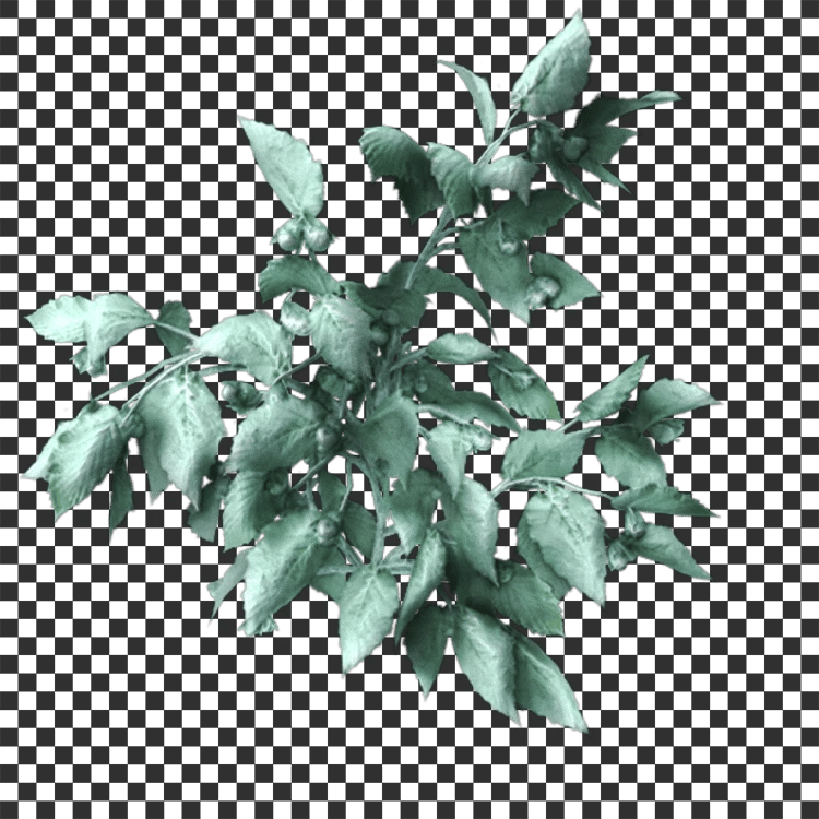Apple Leaf Decal - A23D
