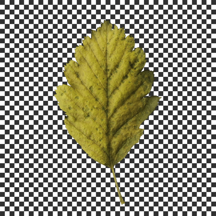 Chestnut Leaf Decal - A23D