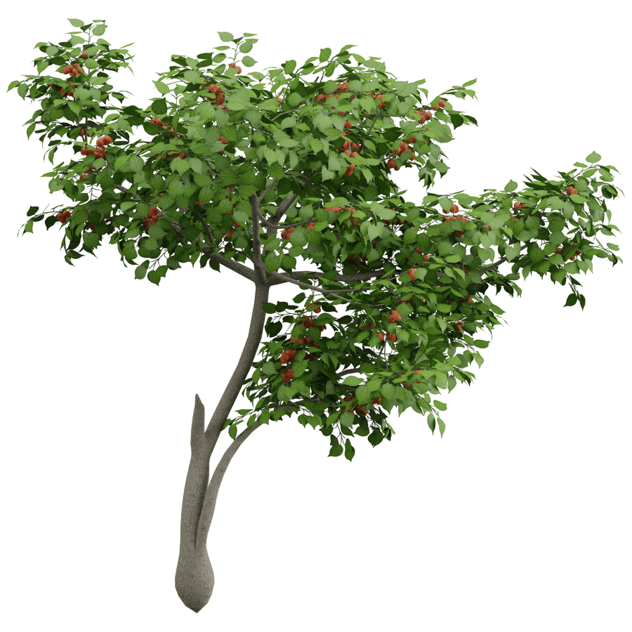 Apple Tree 3D Model - A23D