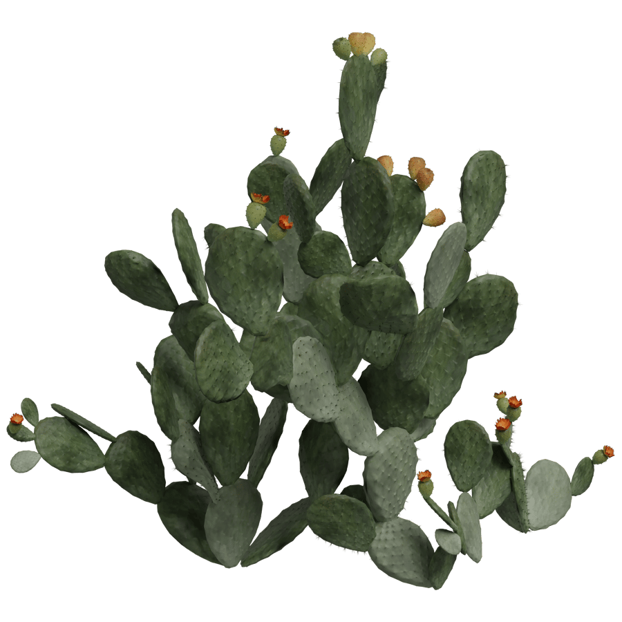 Cactus & Succulent Plants