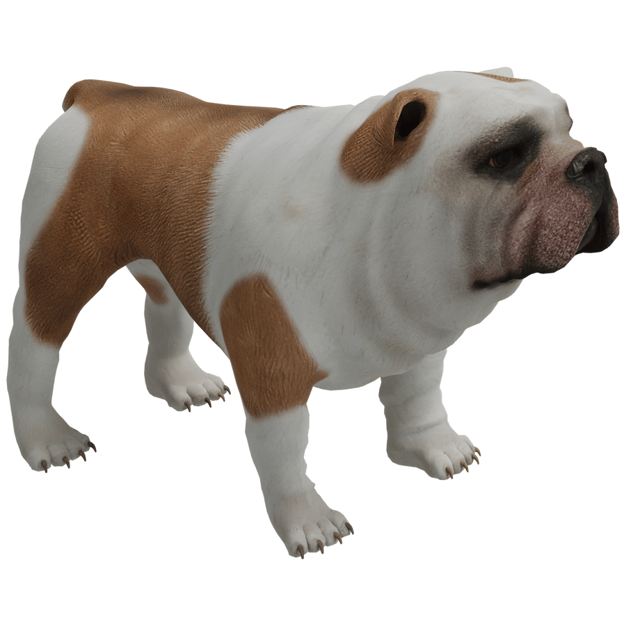Miniatuur Bulldogs 3D Bulldog Models Browse & Download Formats