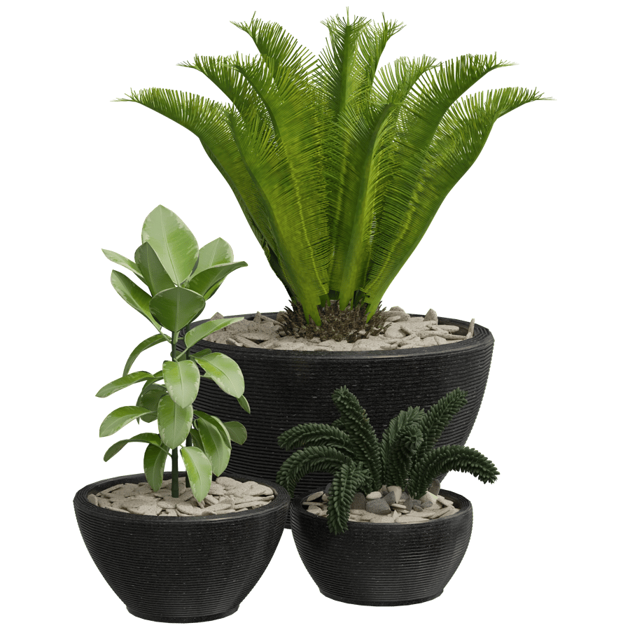 Cycad Plants 3D Model - A23D