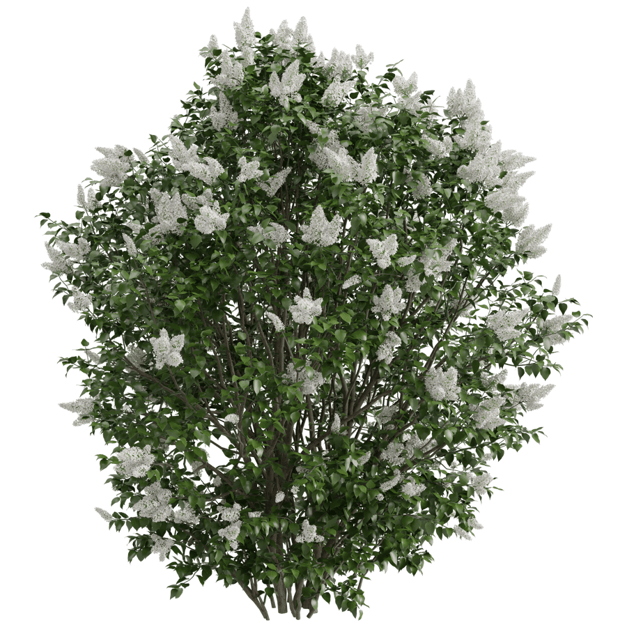Flowered Shrub 3D Model - A23D