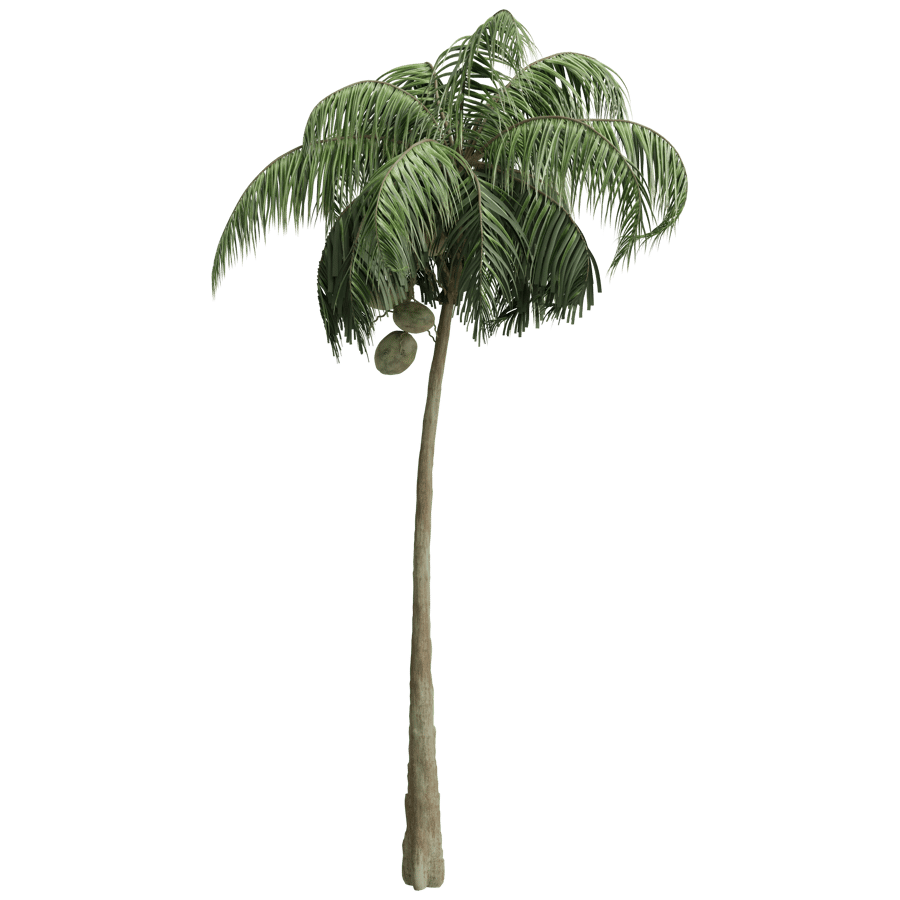 Coconut Tree 3D Model - A23D