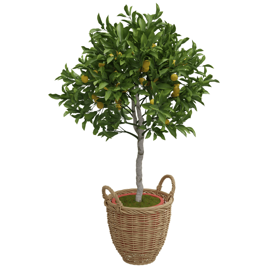 Lemon Tree 3D Model - A23D