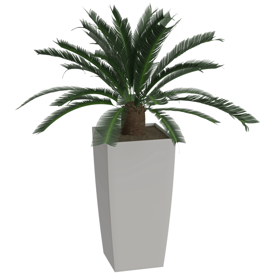Cycad Plant 3D Model - A23D