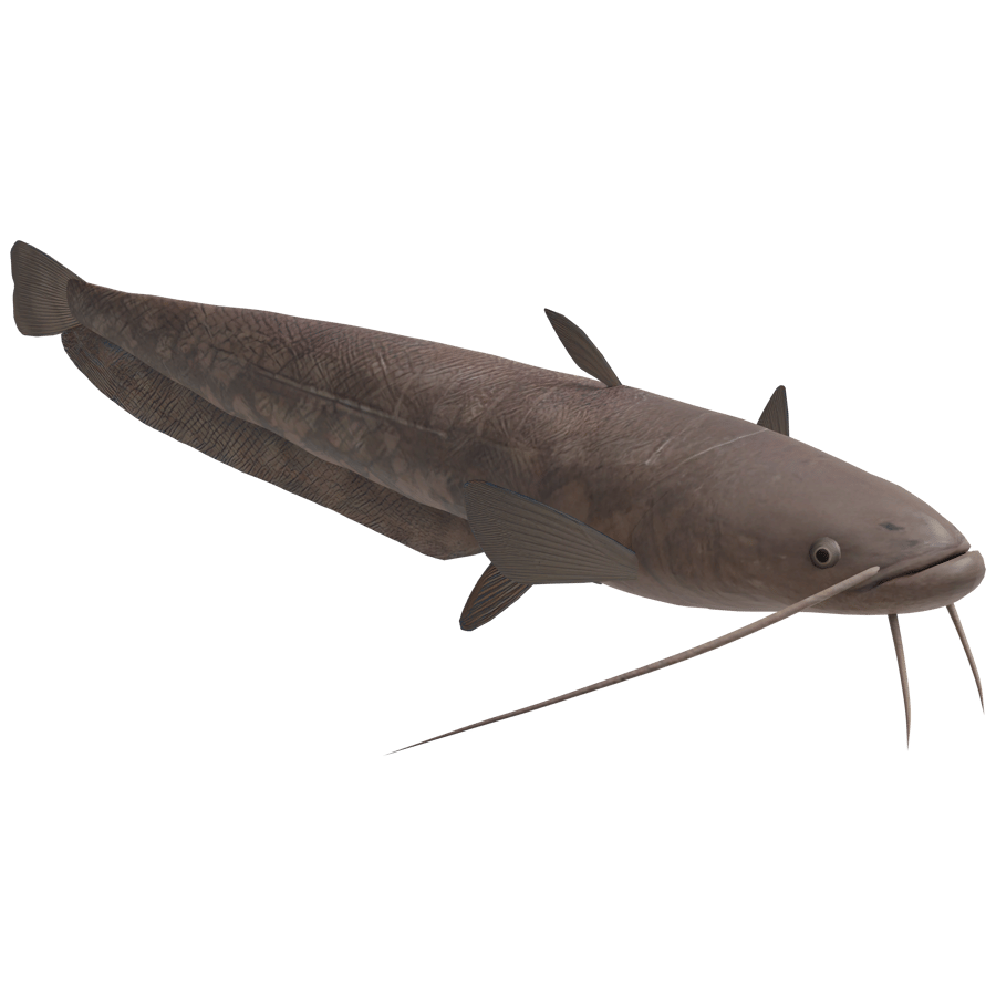 Catfish 3D Model - A23D