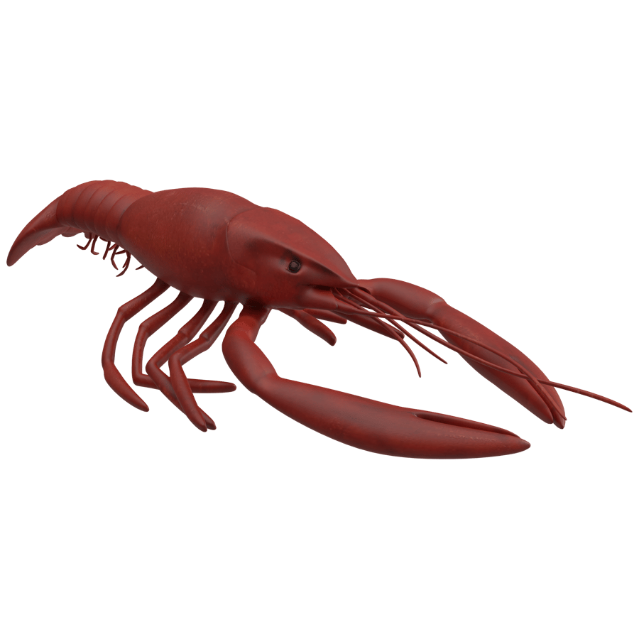 Crawfish 3D Model - A23D