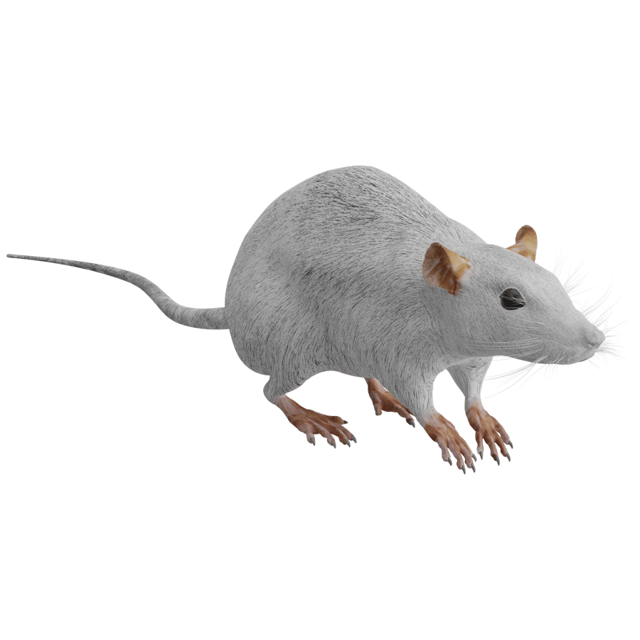Mouse 3D Model - A23D