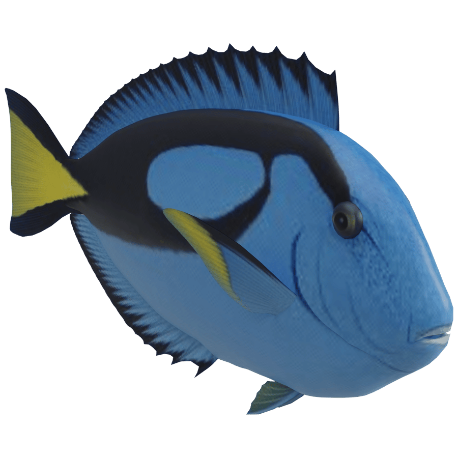 Blue Tang Fish 3D Model - A23D