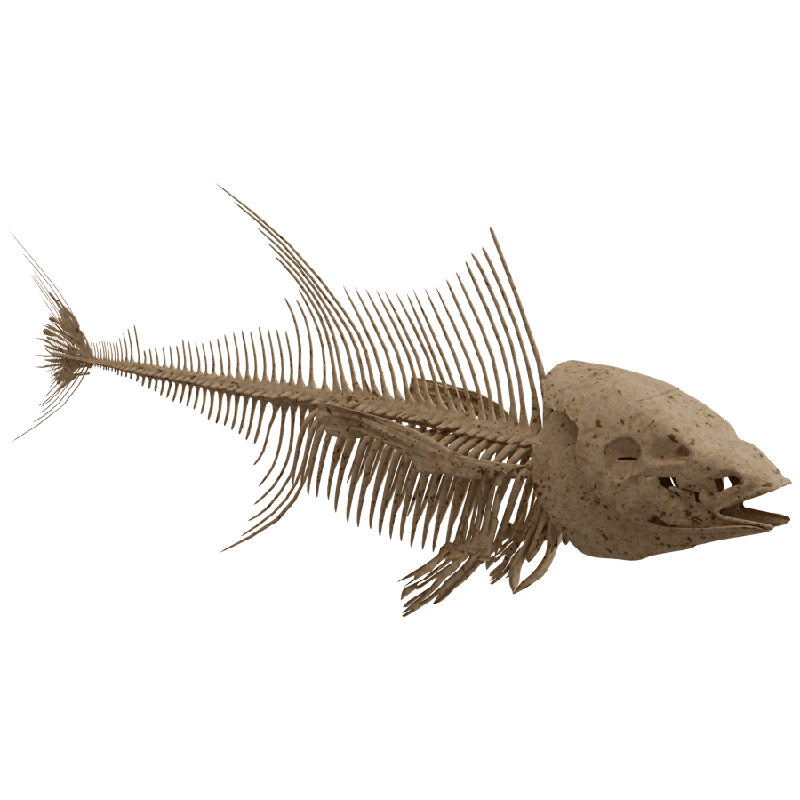 Fish Skeleton 3D Model - A23D