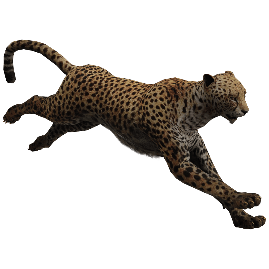 Cheetah 3D Model - A23D
