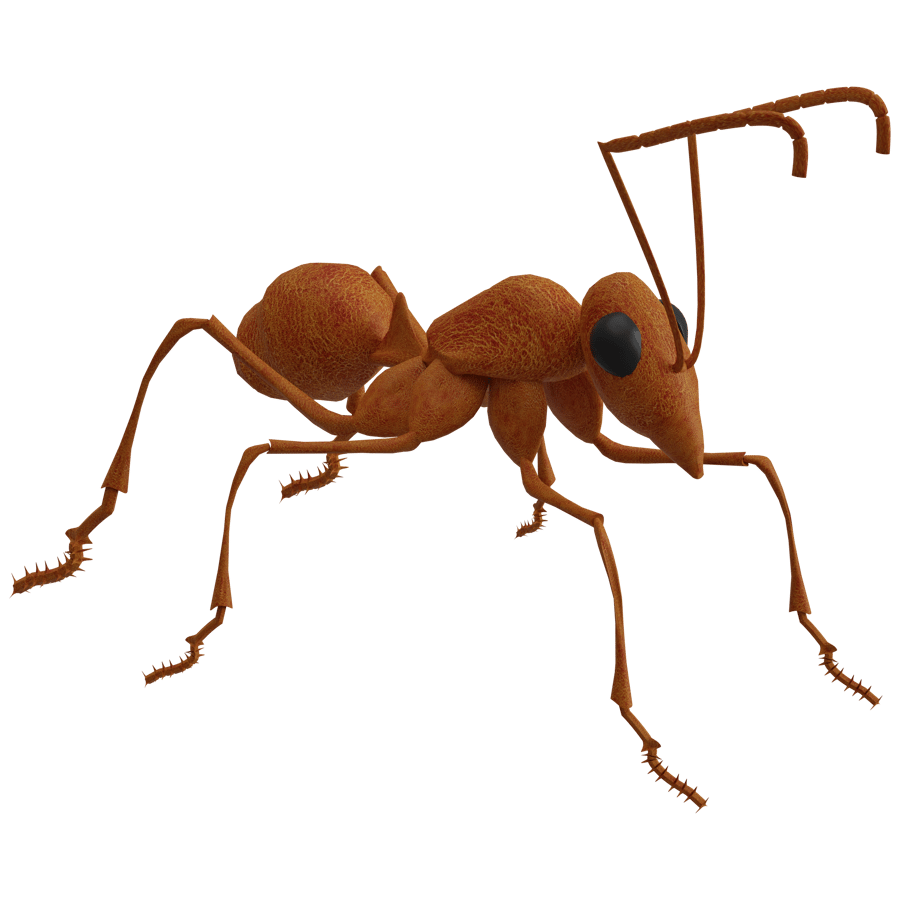 Ant 3D Model - A23D