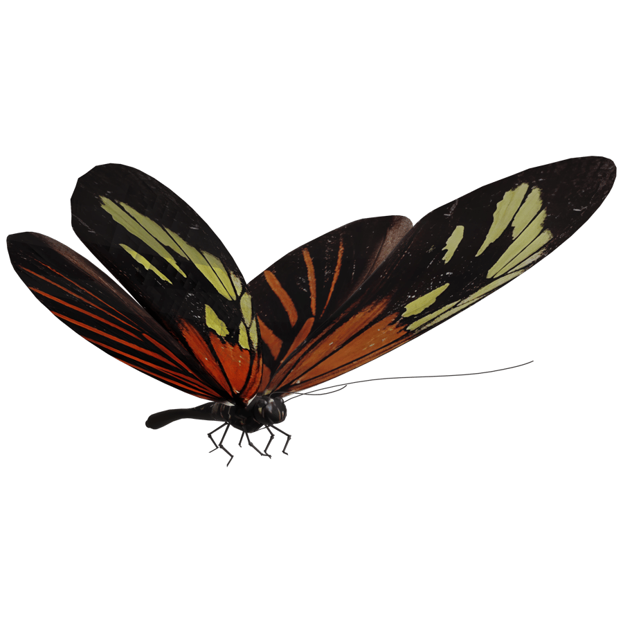 Butterfly 3D Model - A23D