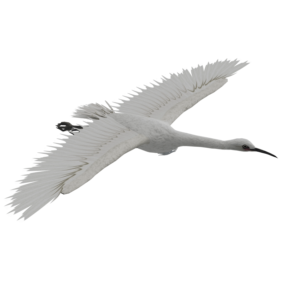 Birds & Insects 3D Model - A23D