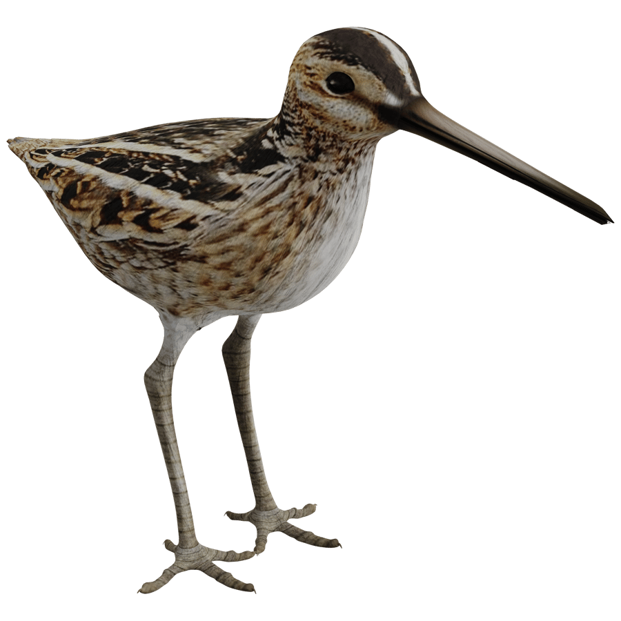 Birds & Insects 3D Model - A23D