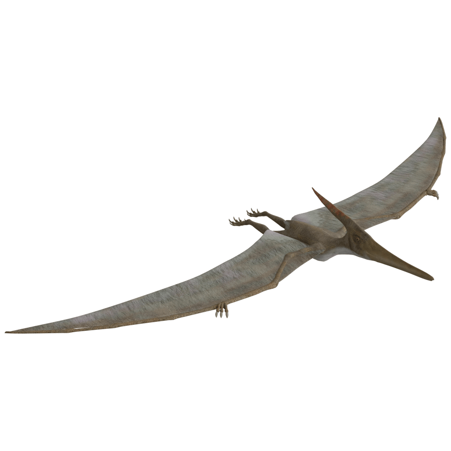Birds & Insects 3D Model - A23D