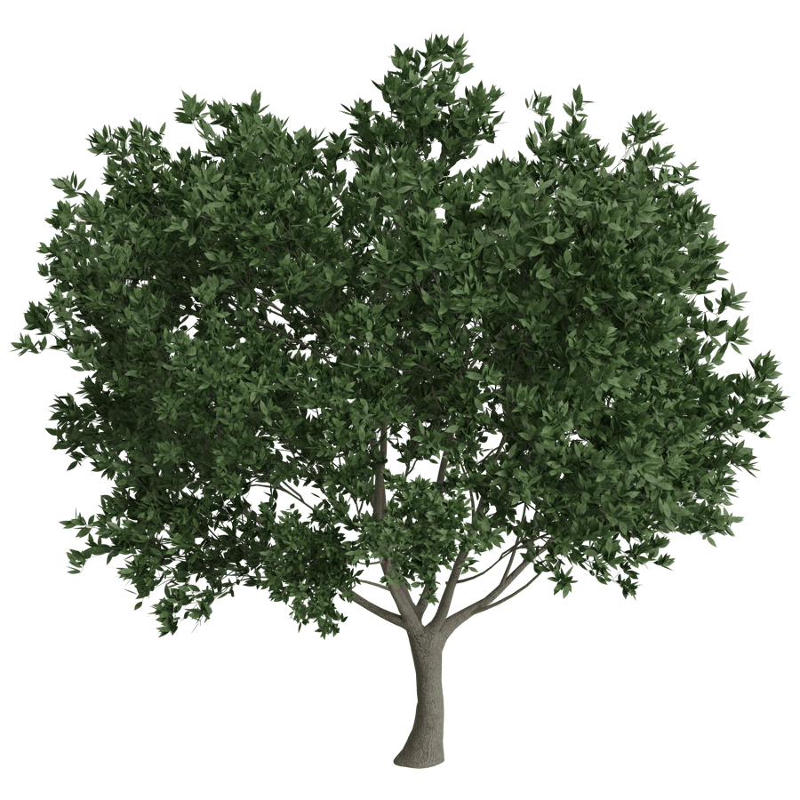 Trees 3D Model - A23D