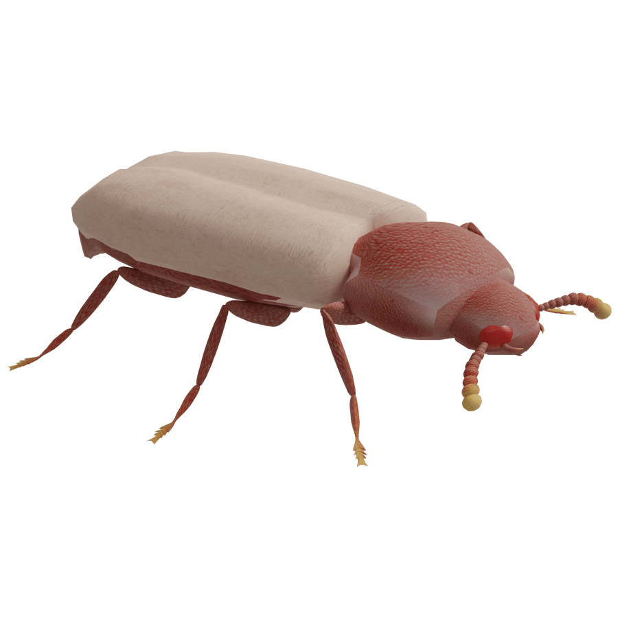 Birds & Insects 3D Model - A23D