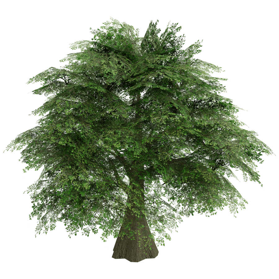 Trees 3D Model - A23D