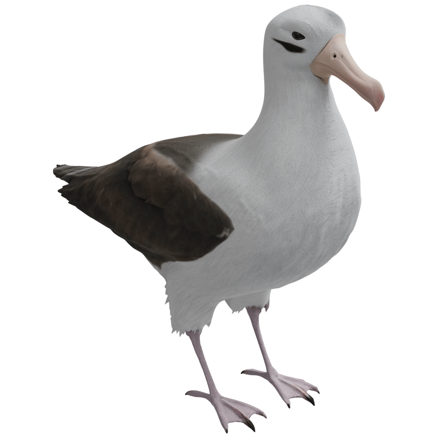Birds & Insects 3D Model - A23D