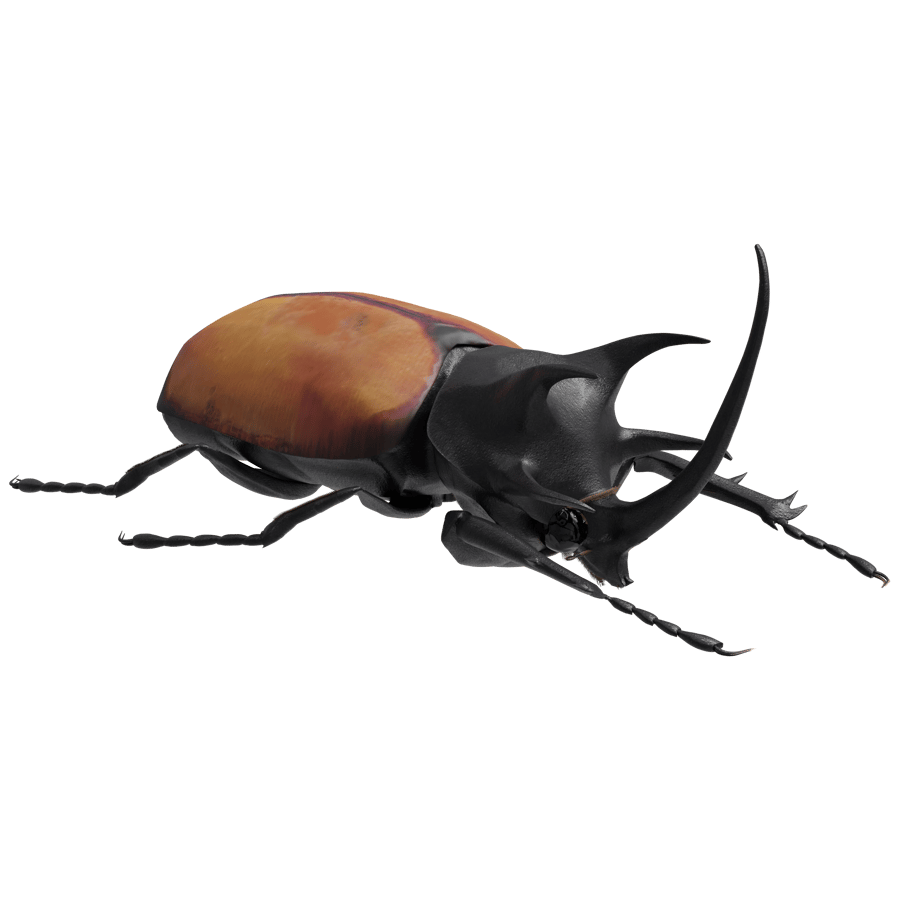 Birds & Insects 3D Model - A23D