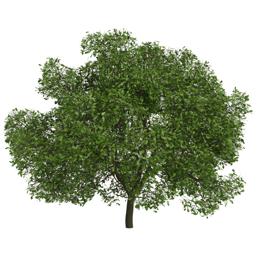 Trees 3D Model - A23D