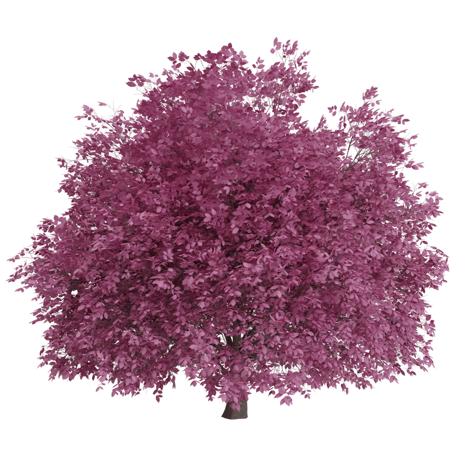 Trees 3D Model - A23D