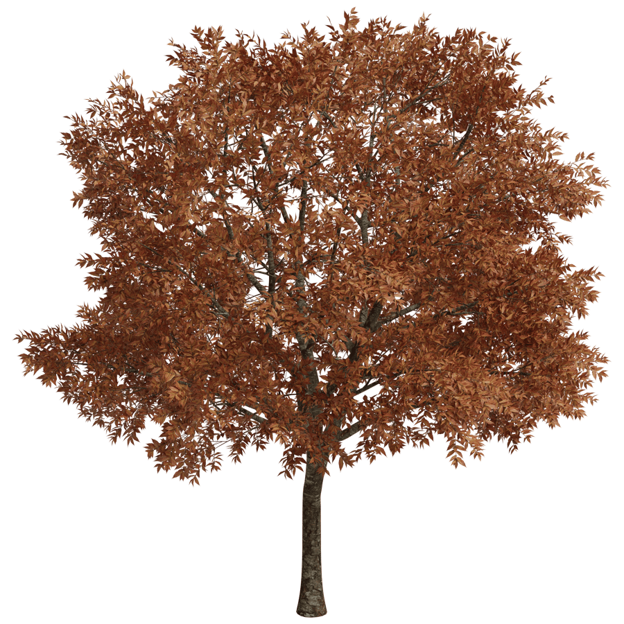 Trees 3D Model - A23D
