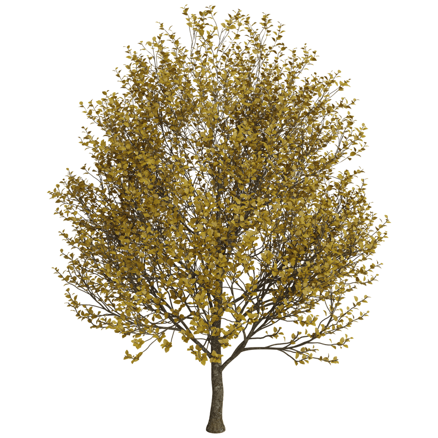 Shady Tree 3D Model - A23D
