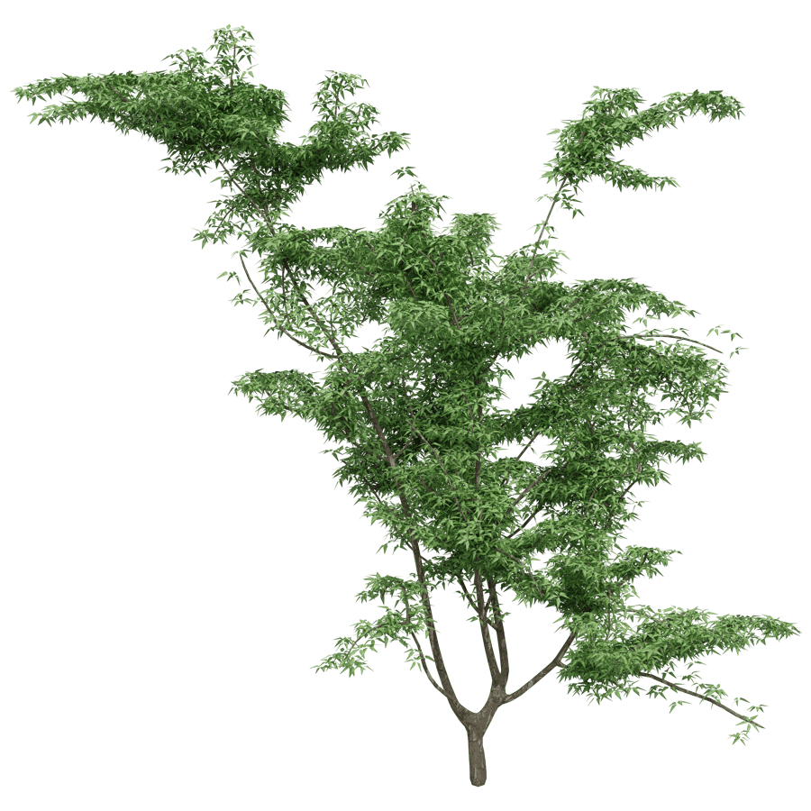 Japanese Maple 3D Model - A23D