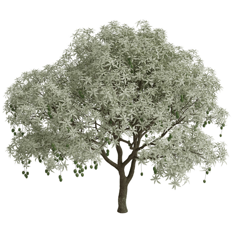 Mango Tree 3D Model - A23D