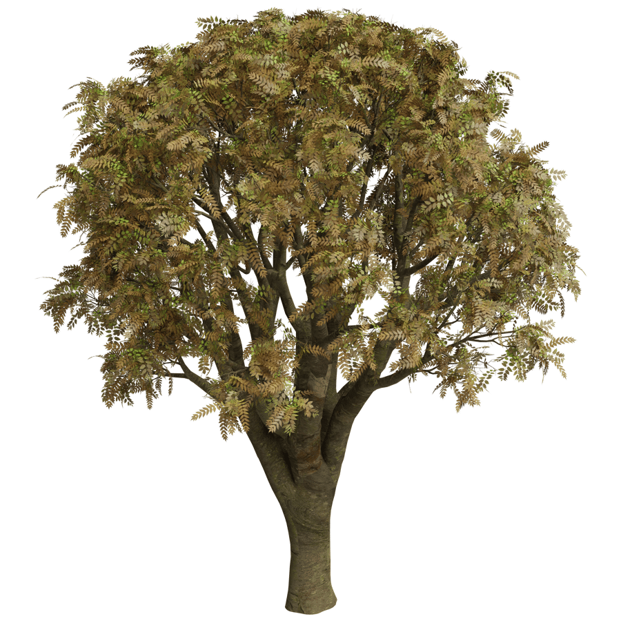 Trees 3D Model - A23D