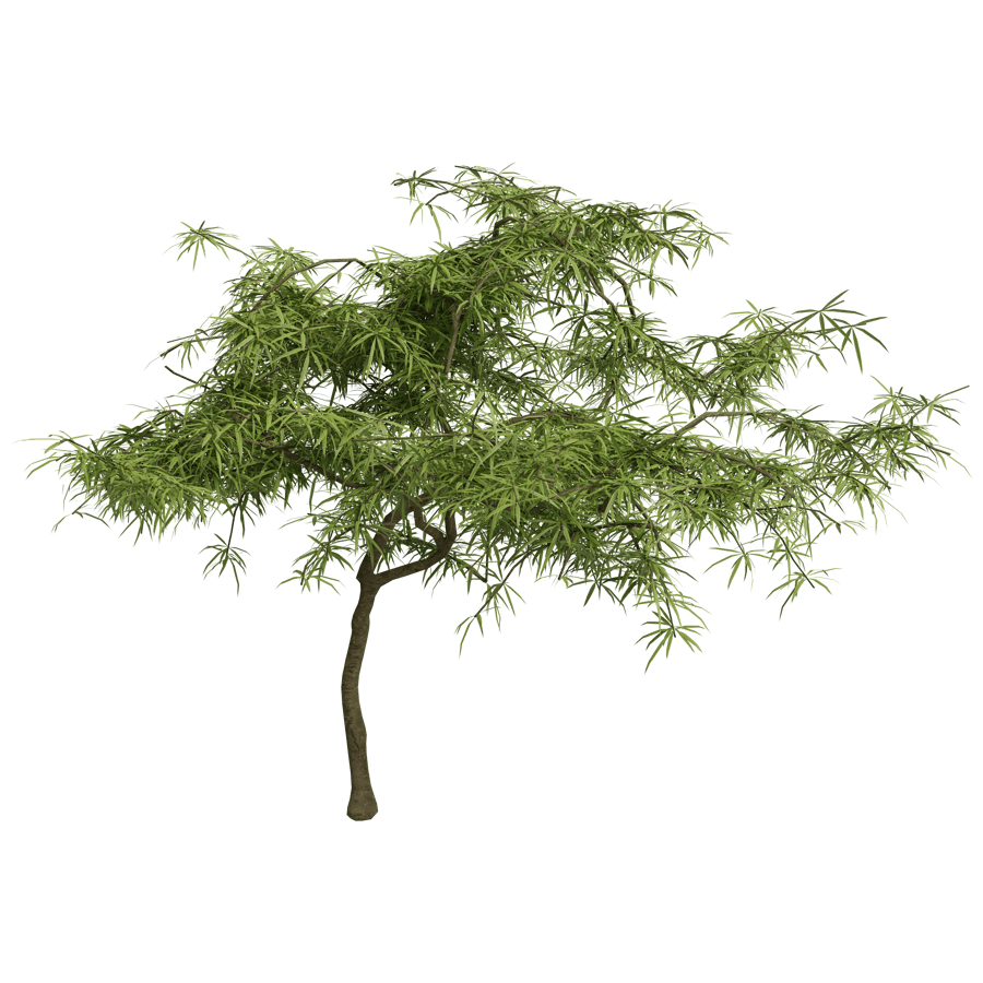 Japanese Maple 3D Model - A23D