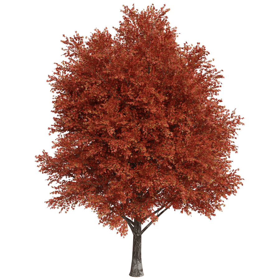 Trees 3D Model - A23D