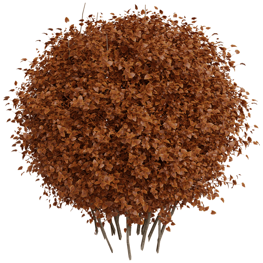 Ornamental Shrub 3D Model - A23D