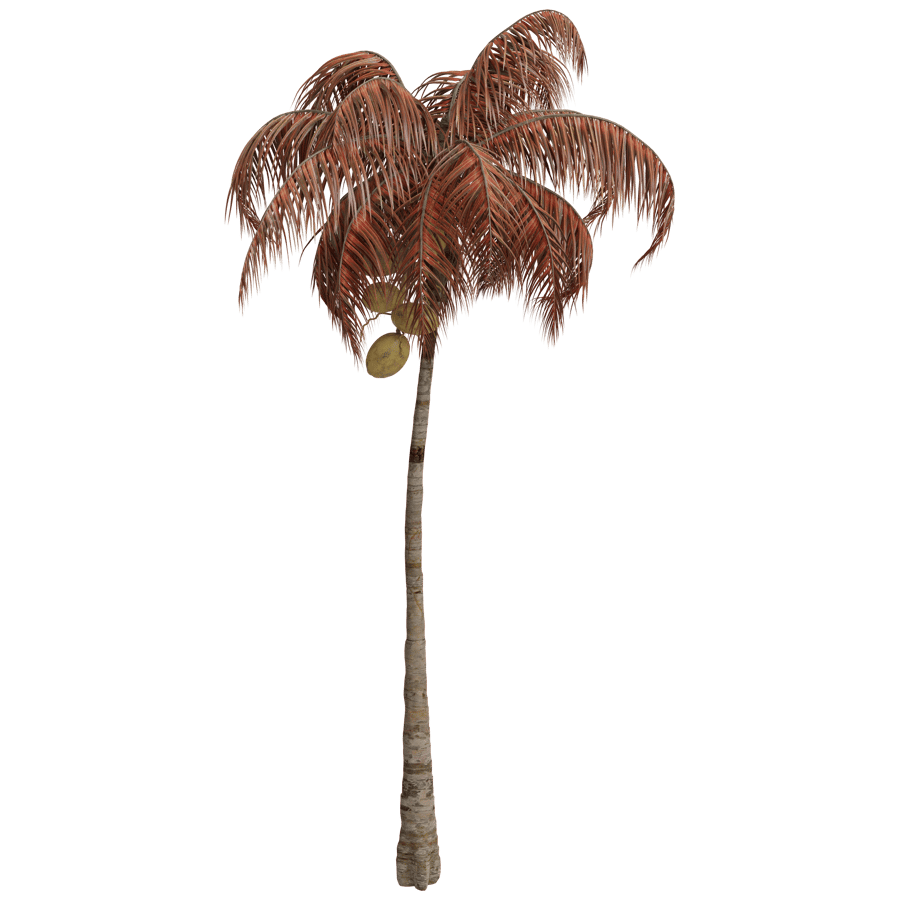 Coconut Tree 3D Model - A23D