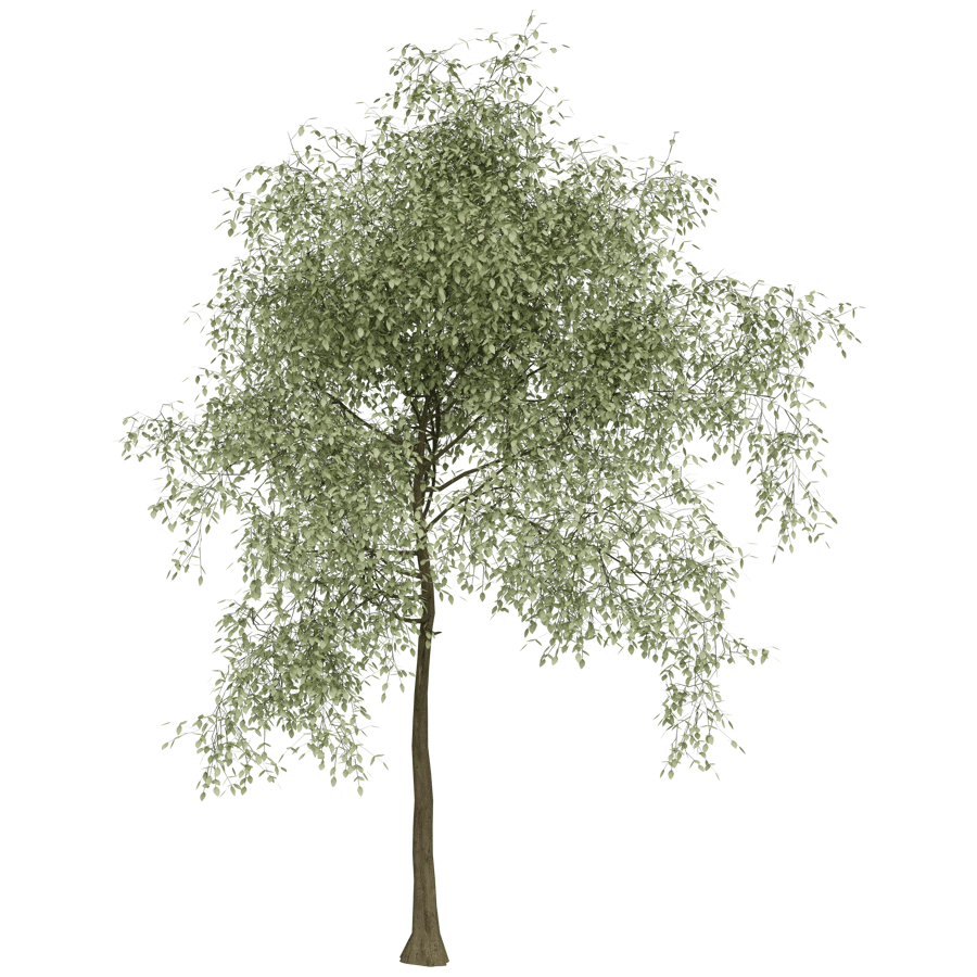 Trees 3D Model - A23D