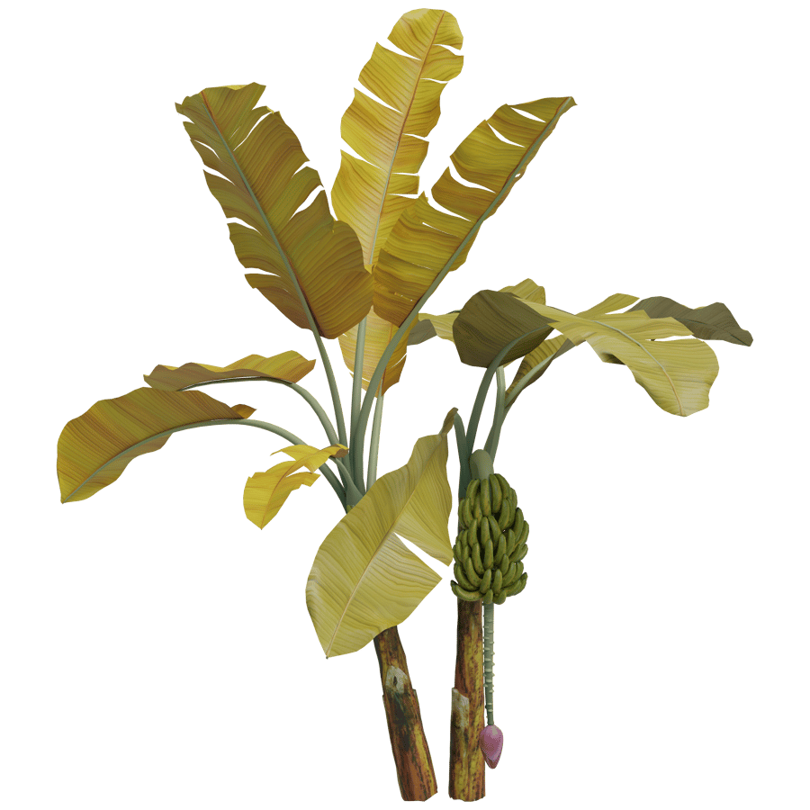 Banana Tree 3D Model - A23D