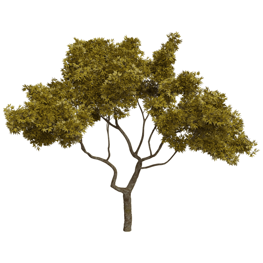 Trees 3D Model - A23D