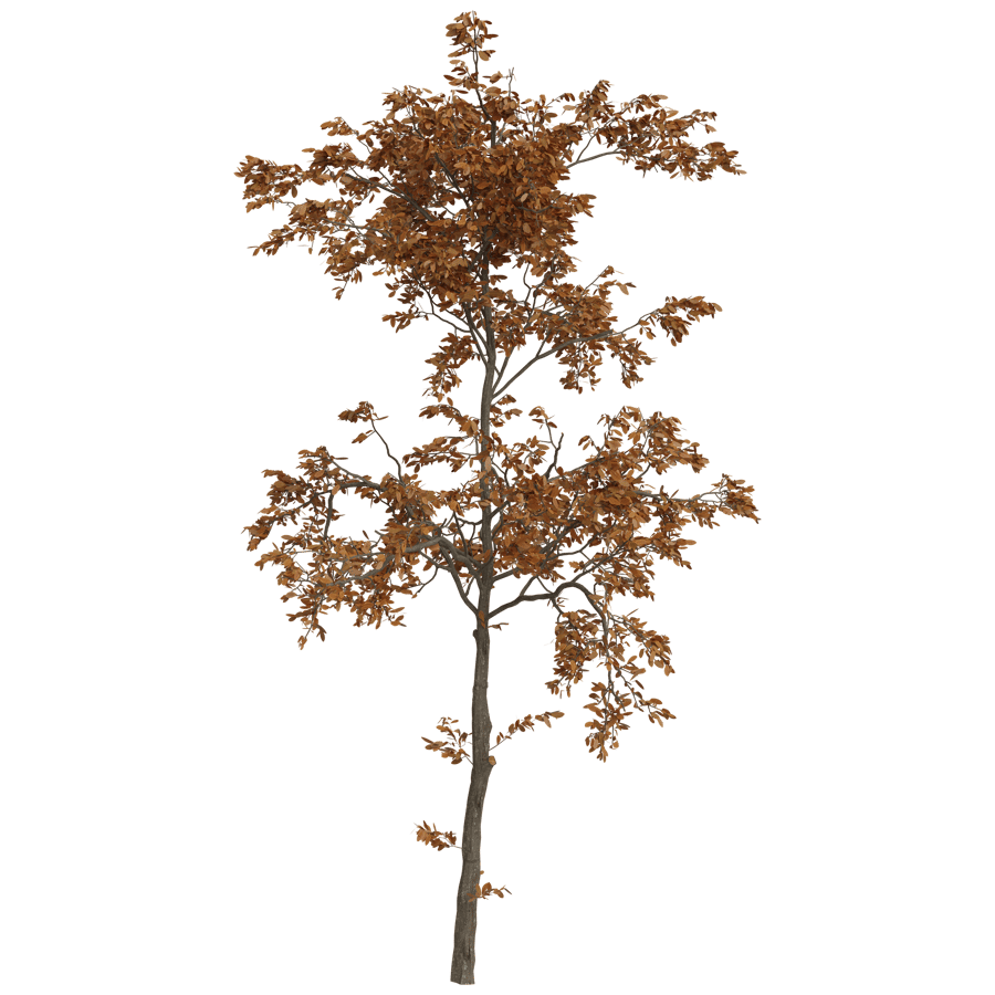 Tree 3D Model - A23D