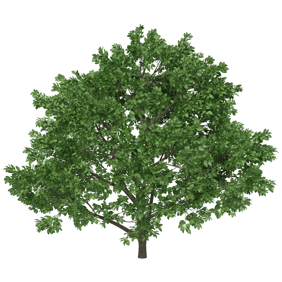 Trees 3D Model - A23D