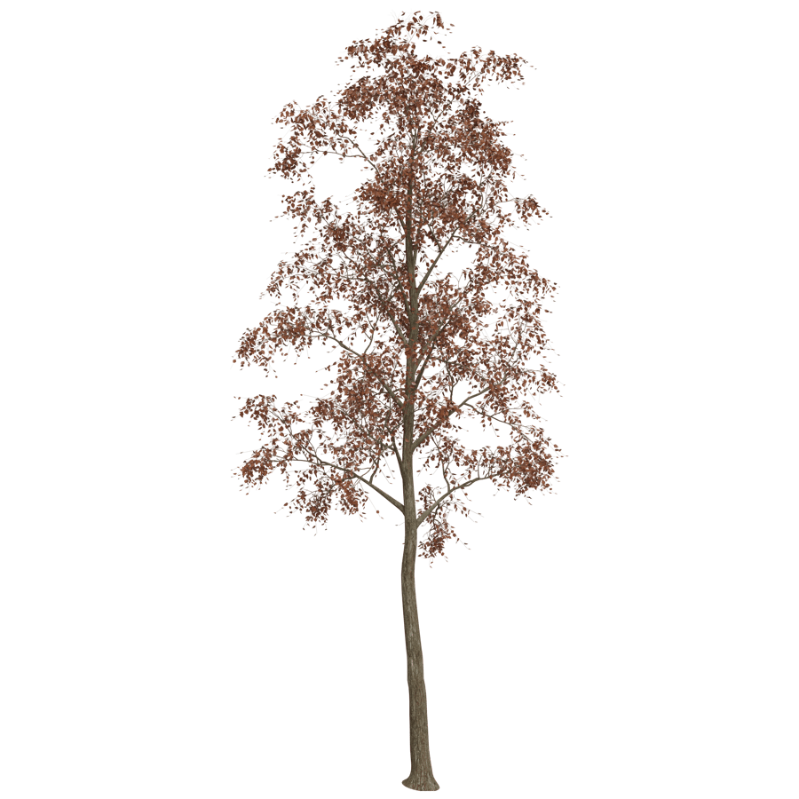 Tree 3D Model - A23D