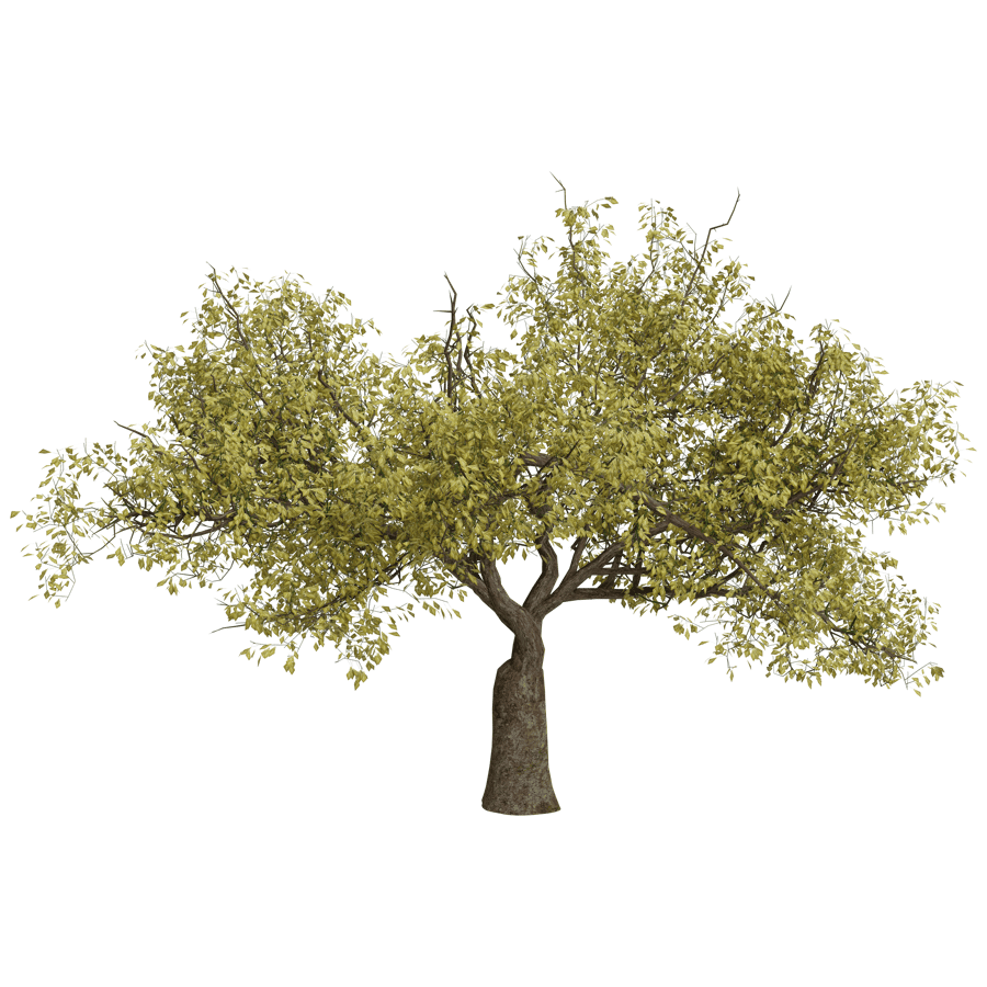 Trees 3D Model - A23D