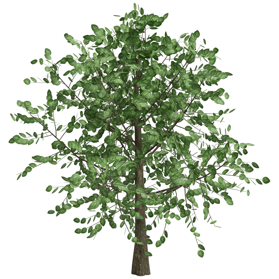 Trees 3D Model - A23D