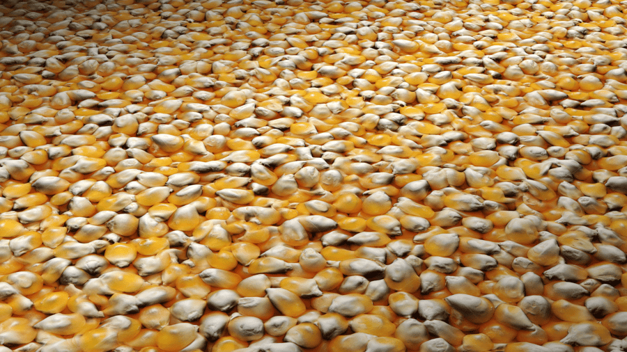 Corn Kernels PBR Texture - A23D